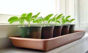 how to grow plants from seeds (1)