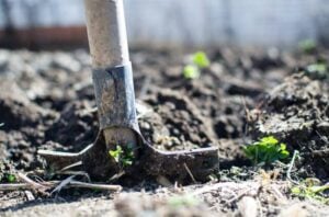 how to start a garden from scratch 4 (1)