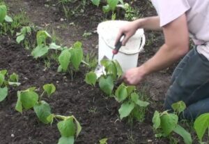 how to take care of a vegetable garden