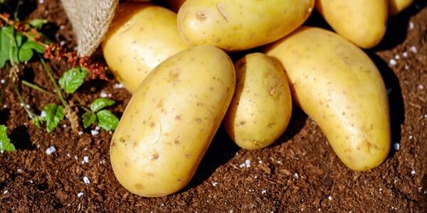 Can You Compost Potatoes