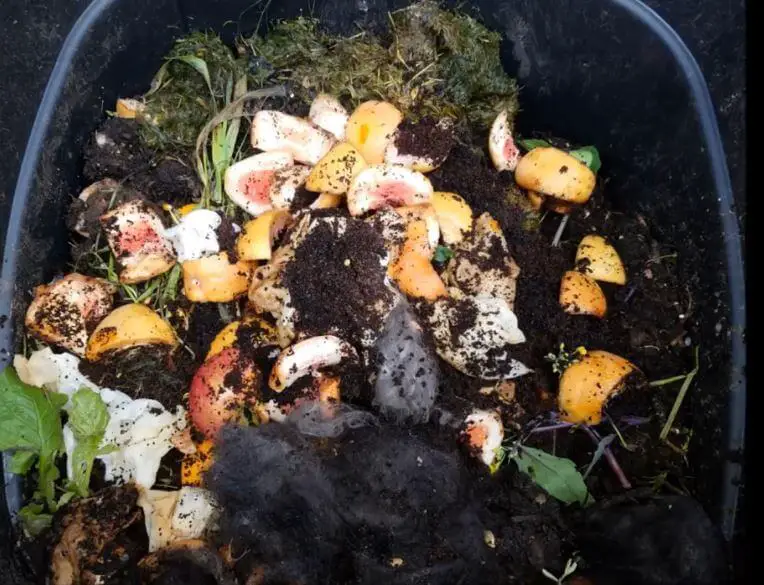 What To Do When Your Compost Bin Is Full (1)