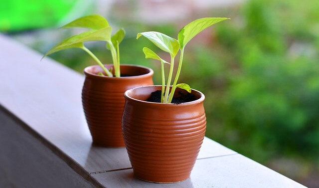 Grow Arugula In Containers