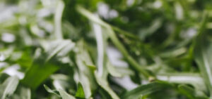 Here Is What You Need To Know About Arugula Growing Temperature