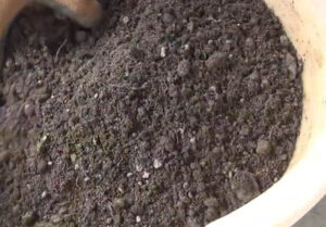 How To Grow Spinach In Pots