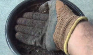 How To Grow Spinach In Pots