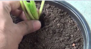 grow spinach from cuttings and seeds