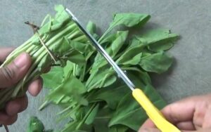 How To Grow Spinach From Cuttings And Seeds 8 grow spinach from cuttings and seeds