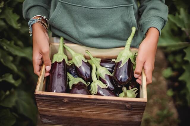 How To Grow Aubergines From Seeds And Aubergines