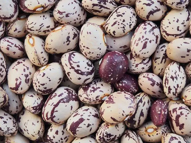 How To Grow Barlotti Beans From Seeds