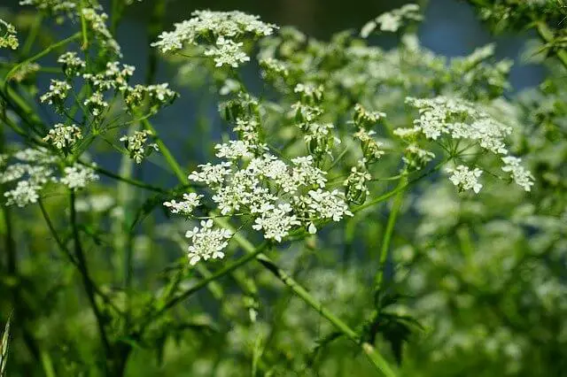 How To Grow Caraway Plant From Seeds