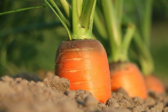 Carrots Growing Stages: Step By Step Guide