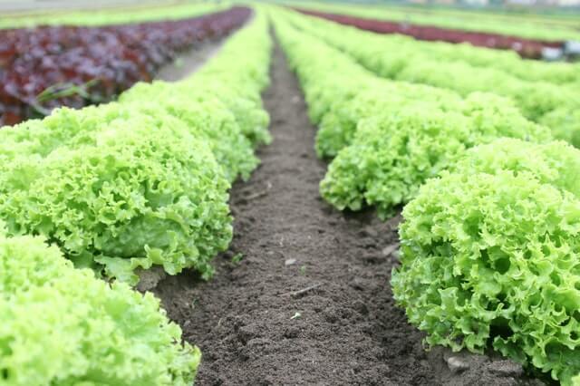 How To Get Seeds From Bolted Lettuce Step By Step - Webgardener - Gardening and Landscaping Made Simple