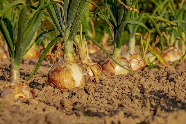 How To Harvest Onions And Garlic