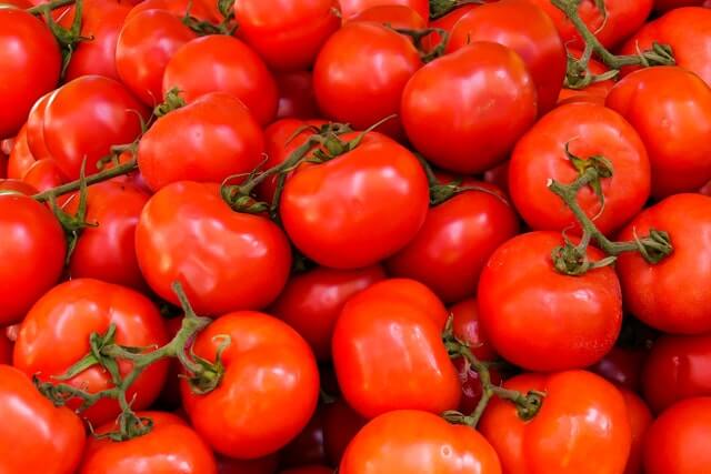 How To Harvest Tomatoes At Home