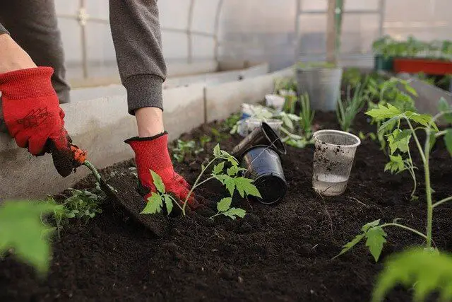 How To Add Coffee Grounds To Tomato Plants