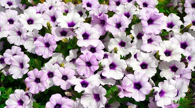 How To Harvest Seeds From Petunias