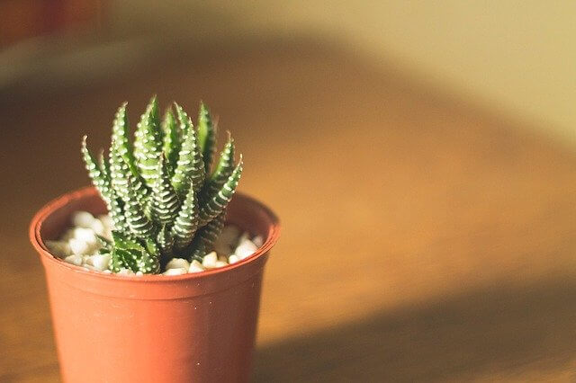 How To Use Coffee Grounds For Succulents