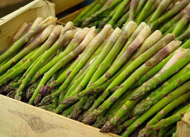Learn About The Stages Of Growing Asparagus