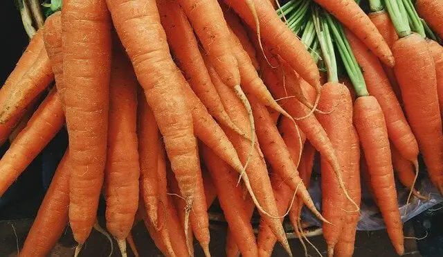 How To Store Carrots From The Garden