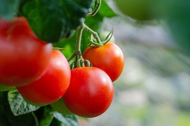 How Long Do Tomatoes Take To Grow