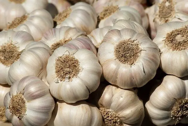 How Long Does Garlic Take To Grow