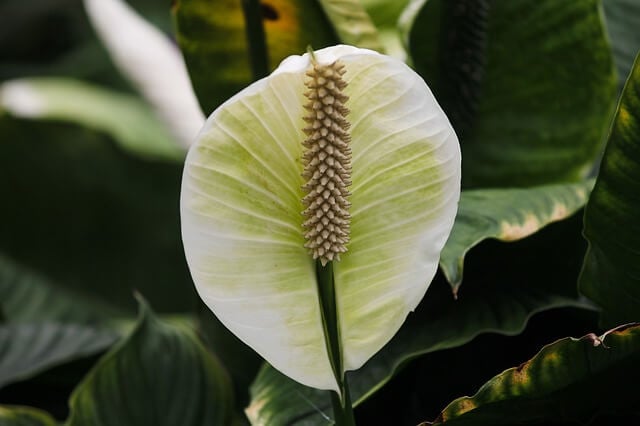 How Long Does It Take For Peace Lily Seeds To Germinate