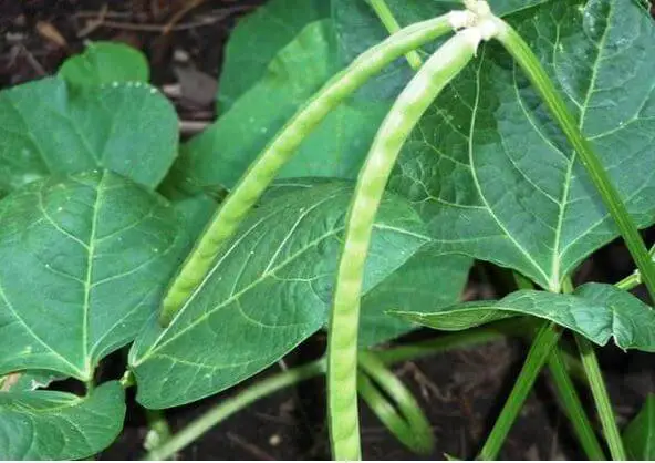 How To Grow Cowpeas In Florida