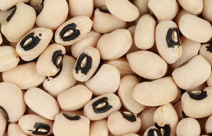 How To Grow Cowpeas In South Africa