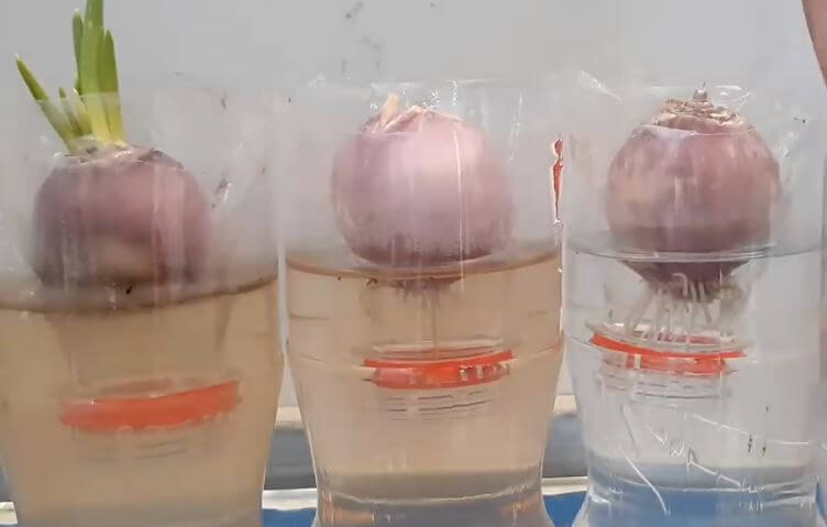 How To Grow Onions In Water