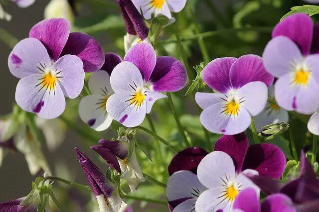 How To Harvest Seeds From Pansies