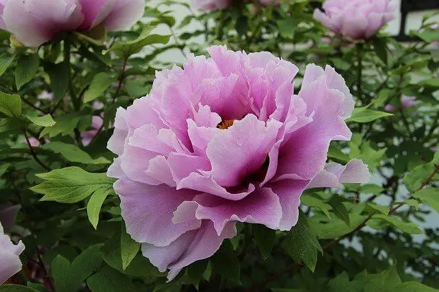 How To Harvest Seeds From Peonies