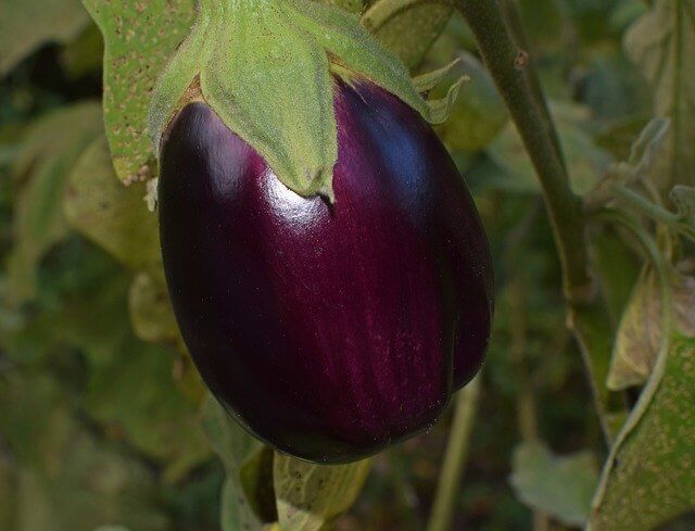 Learn About The Eggplant Growing Stages