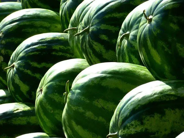 How to Grow Watermelon in a Small Space