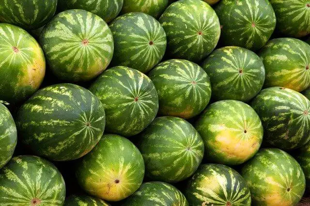 How to Grow Watermelon For Dummies (Step By Step Guide)