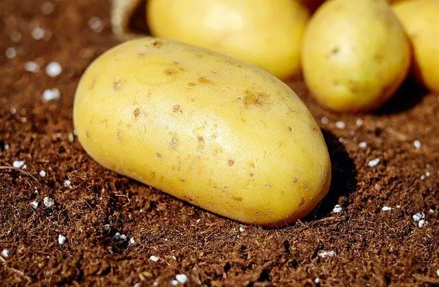 Do Potatoes Like Coffee Grounds? Step By Step Answer
