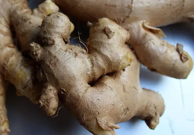What Does A Ginger Plant Look Like