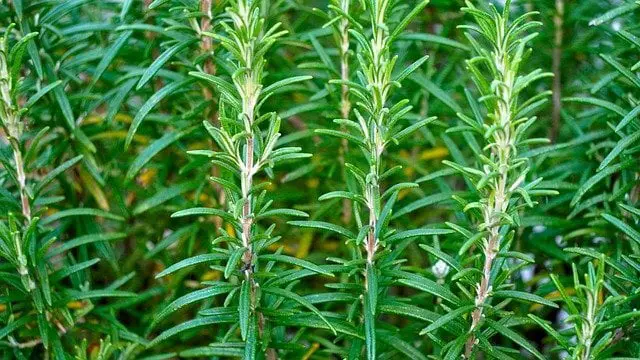 Learn About The Benefits Of Rosemary Plant Indoors