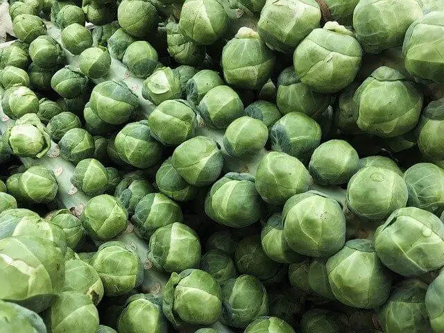 Can Brussel Sprouts be grown in Pots? Now Answered