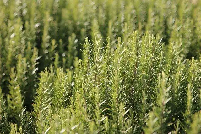 How To Grow Rosemary From Cuttings