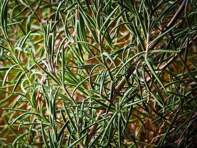 Where Does Rosemary Grow Best? Now Answered