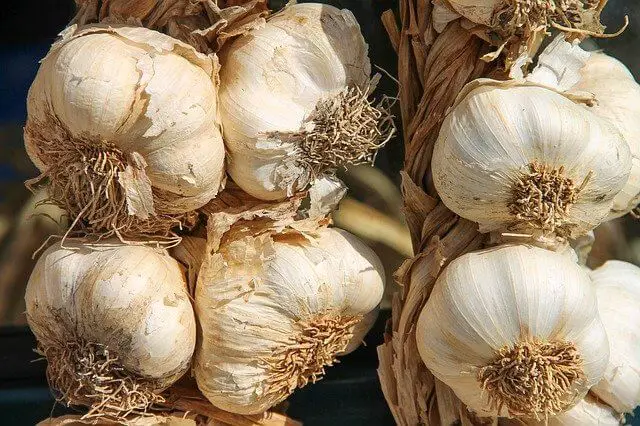 How To Grow Garlic In Containers In Florida