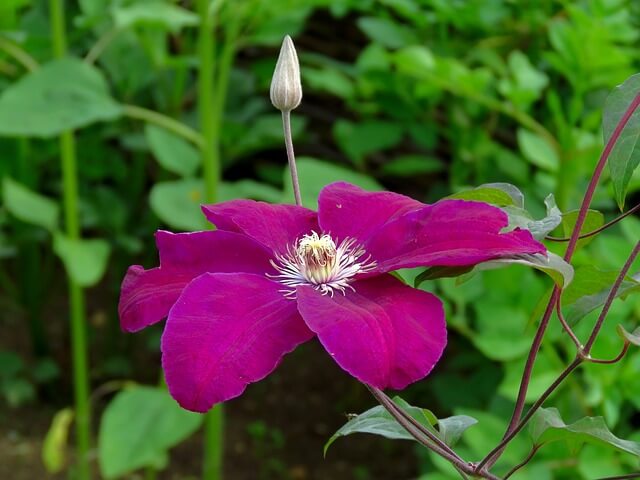 How deep to plant Clematis seeds