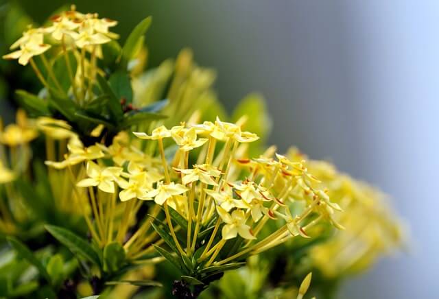 How to grow ixora from seeds