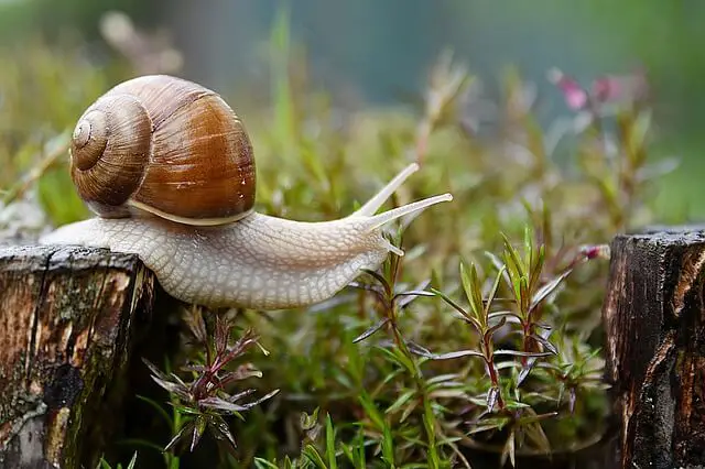 What Do Garden Snails Eat