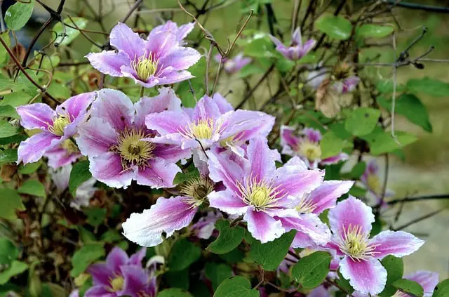 How to collect Clematis seeds