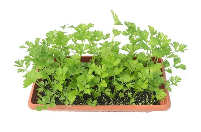 How to Grow Celery from Seeds