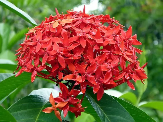 How to grow Ixora plant from cutting