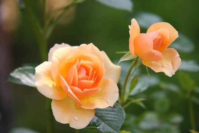 How To Grow Roses From Cuttings Using Honey