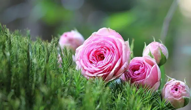 How To Grow Roses From Seeds