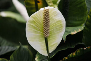 close up of a peace lily flower
